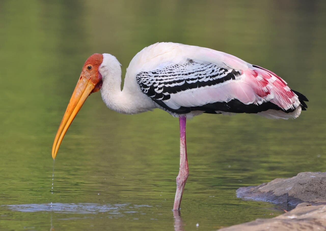 Uppalapadu Bird Sanctuary